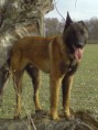 Medlov - belgický ovčák Malinois